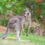 Possum Gully Lodge - Stay 2 Nights, Get The 3Rd Night Free