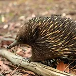 Possum Gully Lodge - Stay 2 Nights, Get The 3Rd Night Free