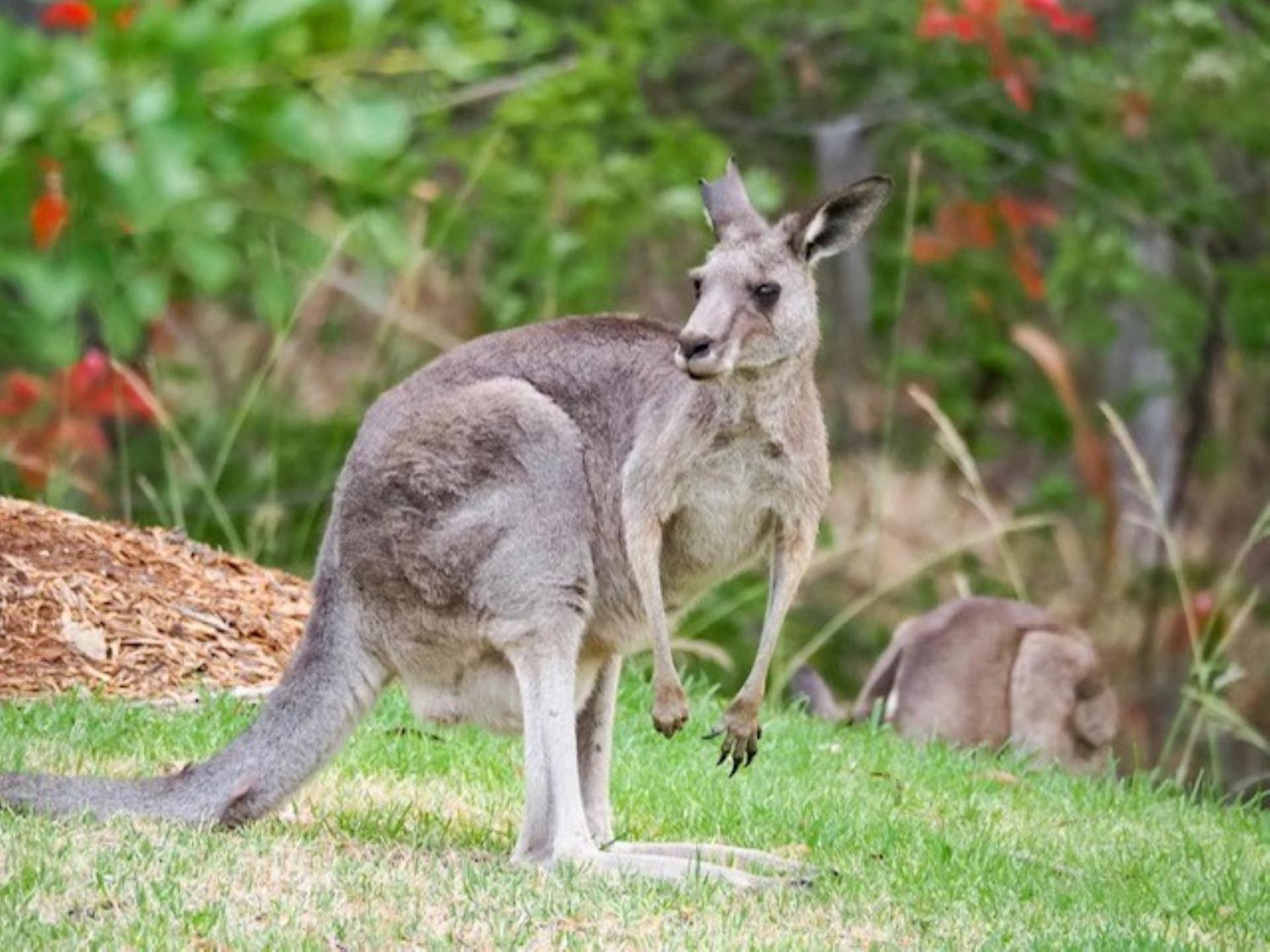 Possum Gully - 2 Nights, Get The 3rd Night Free * Berry