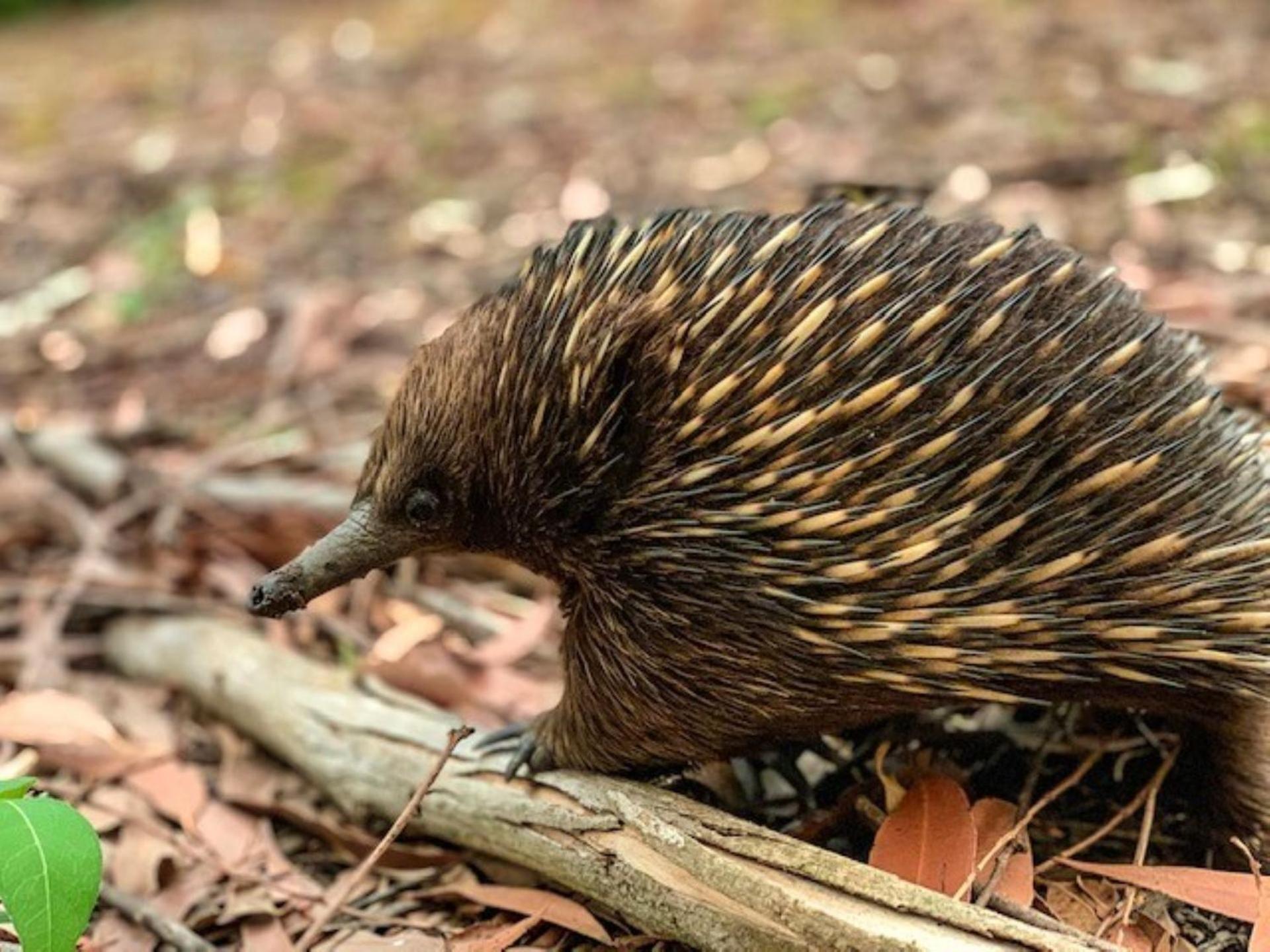 Possum Gully - 2 Nights, Get The 3rd Night Free Berry