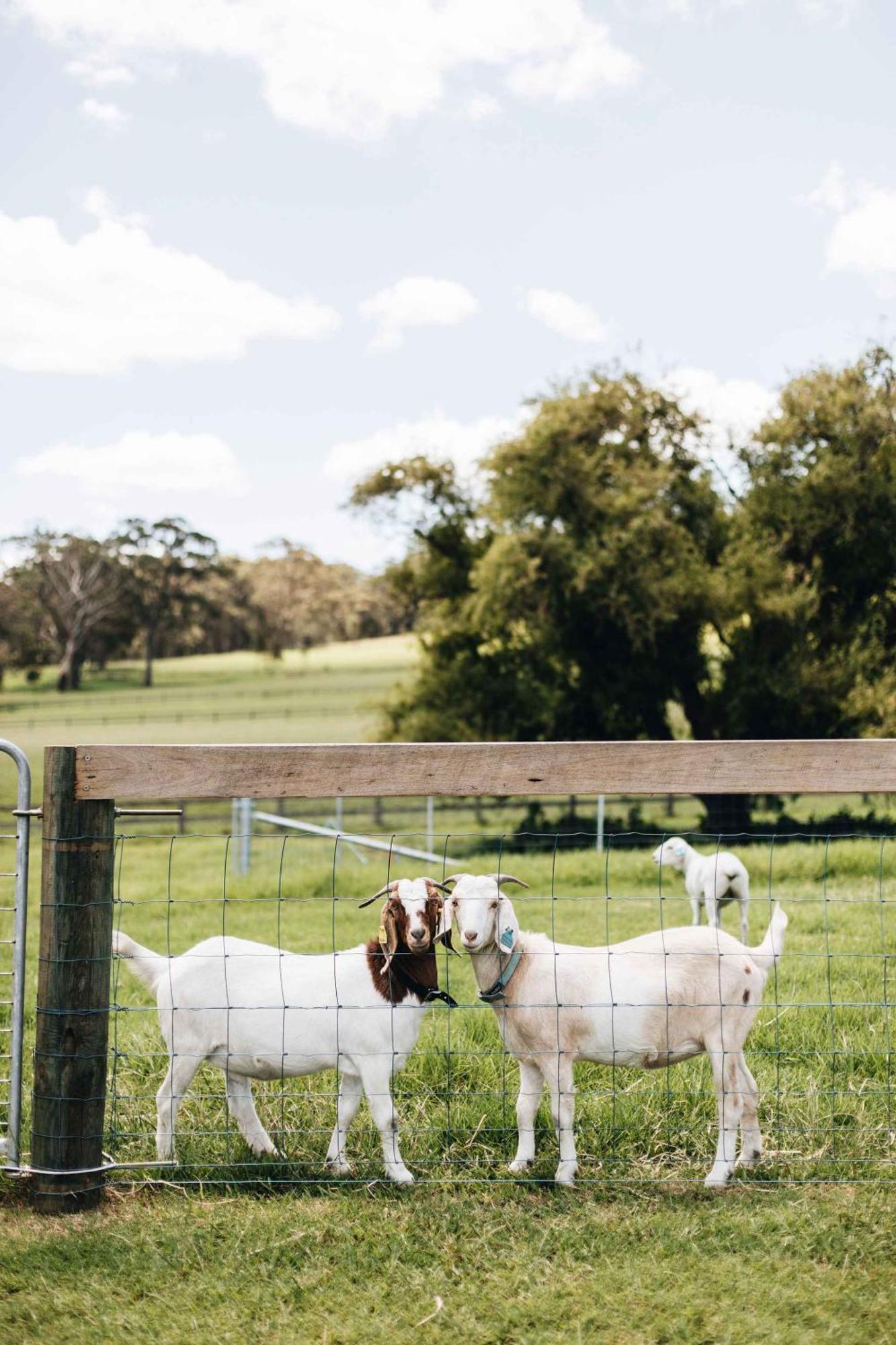 Moraea Farm, - By Linnaeus Collection